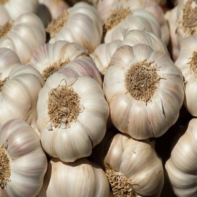 Garlic